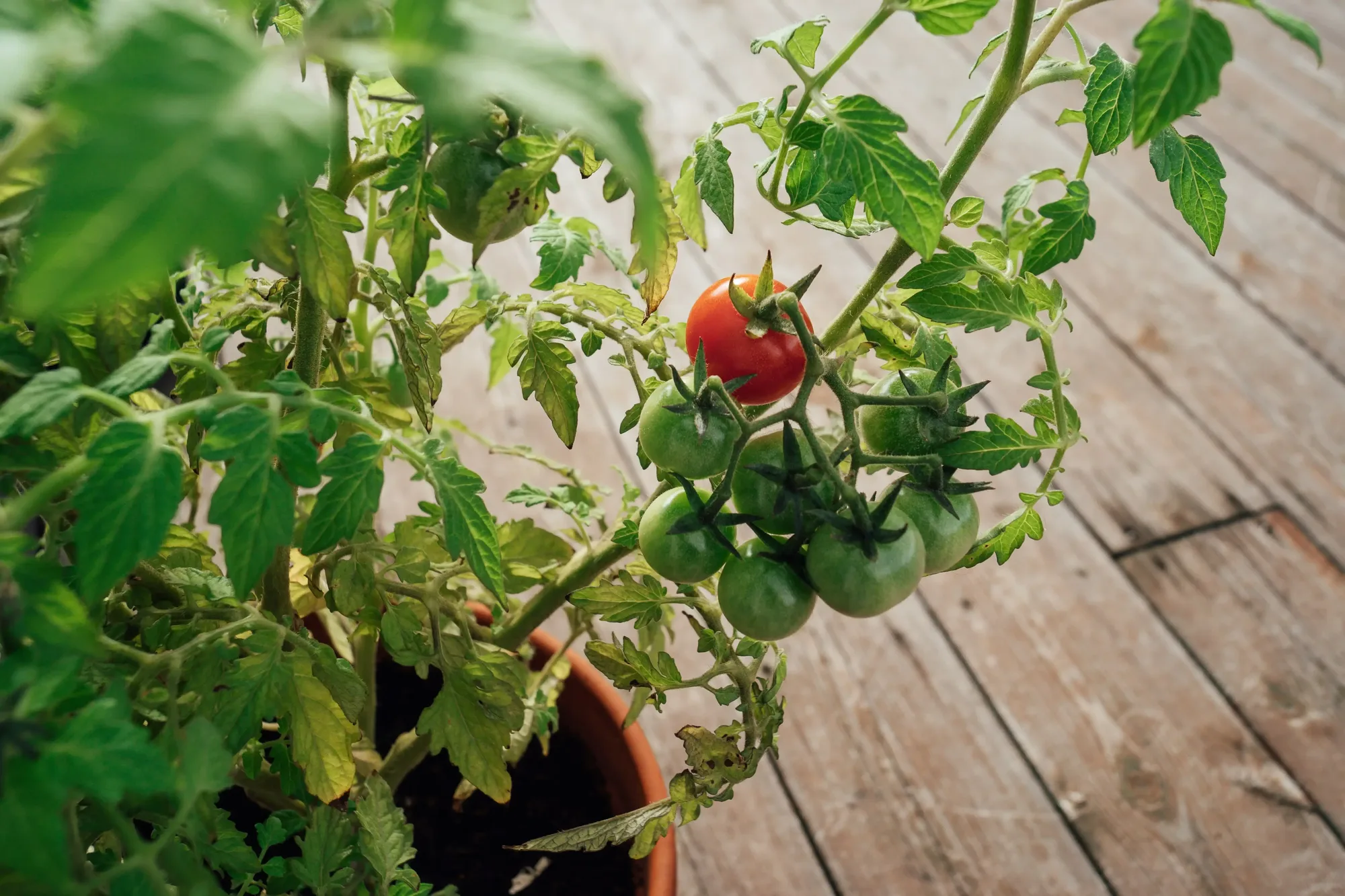 Hero Banner tomates cerises jardin balcon