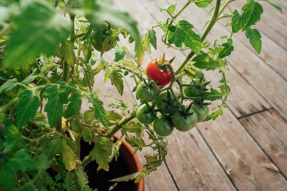 Hero Banner tomates cerises jardin balcon