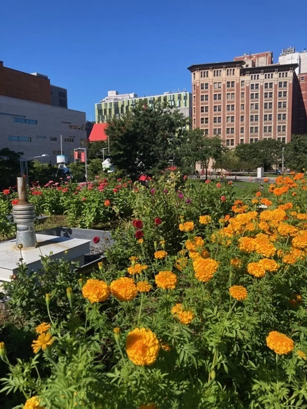Fleurs en ville Esplanade tranquille 2 Credit Paola Saavedra Belmar