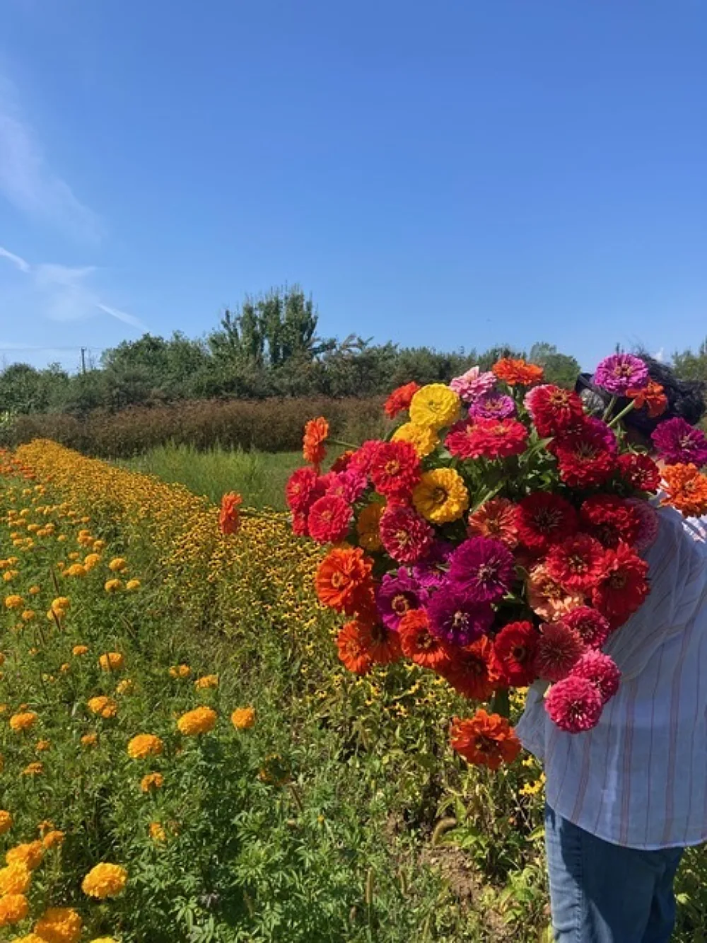 Fleurs en ville ile Bizard 2 Credit Paola Saavedra Belmar