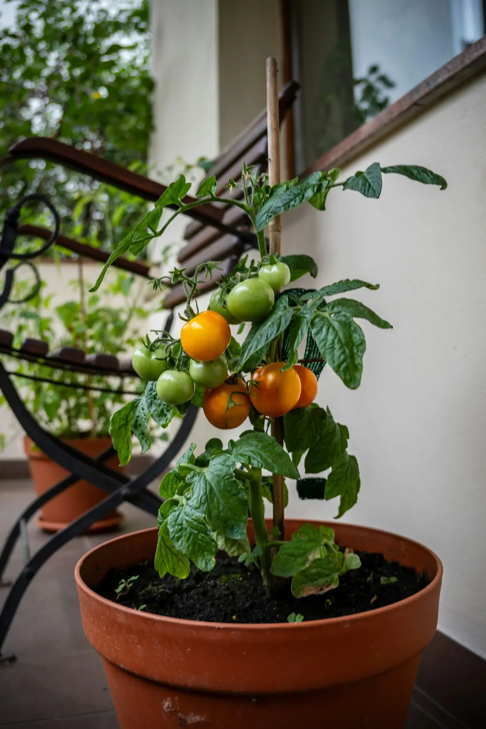 tomates-jaunes-balcon-jardin-pot