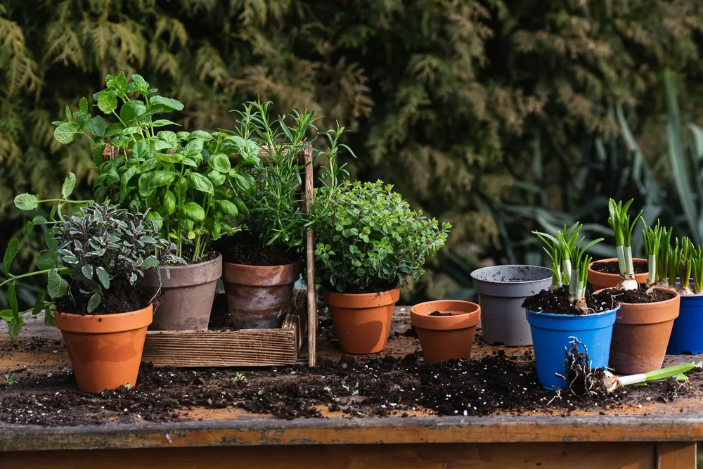 fines-herbes-jardin-pot-balcon