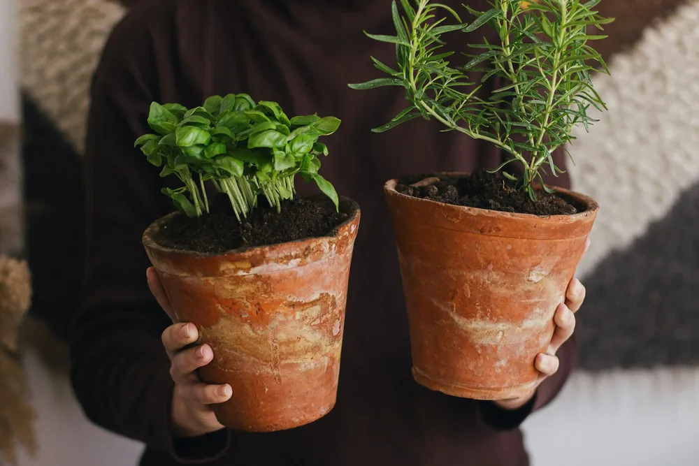 basilic-romarin-pots-terre-cuite