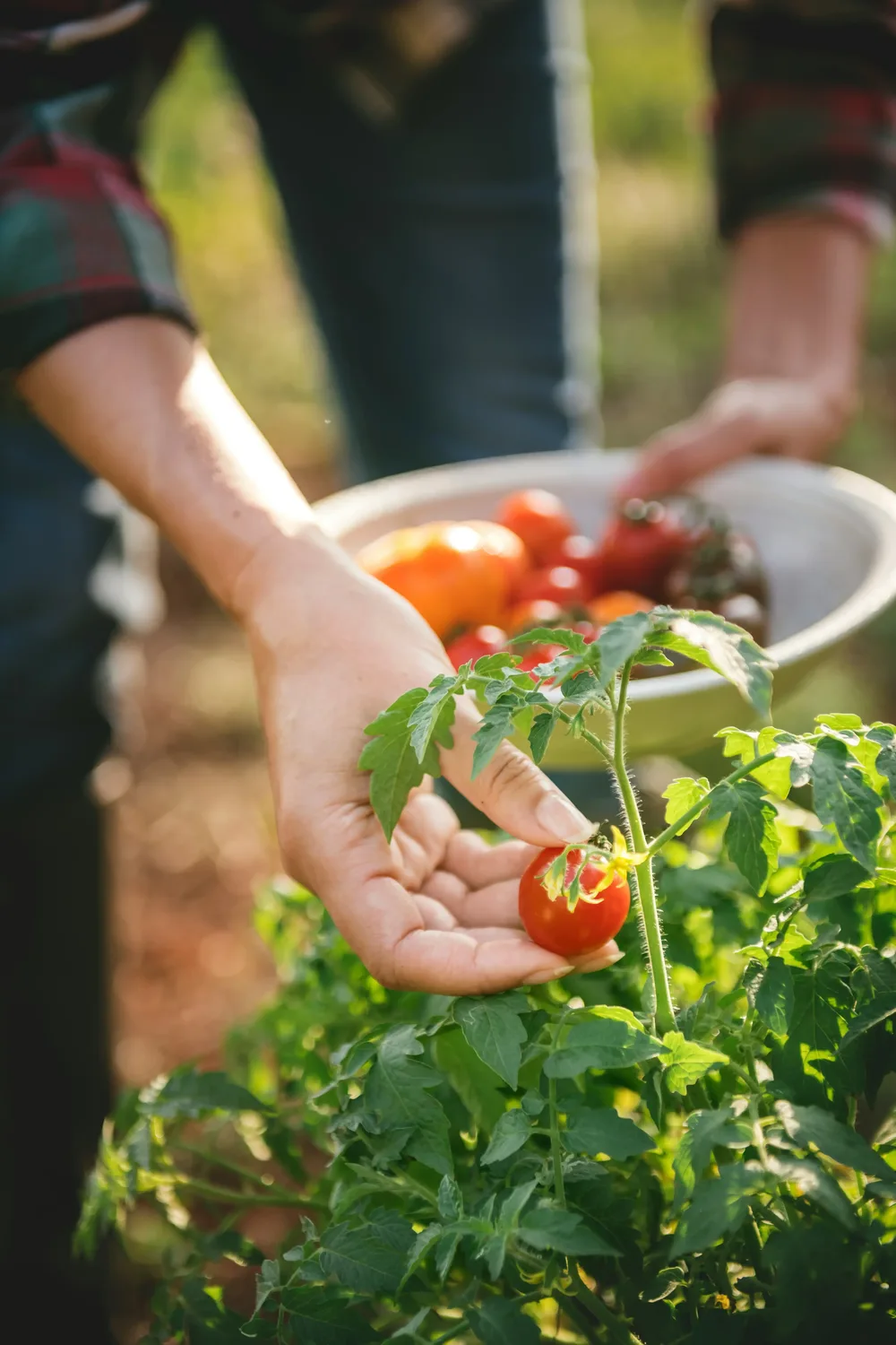 Q3 tomates cerises