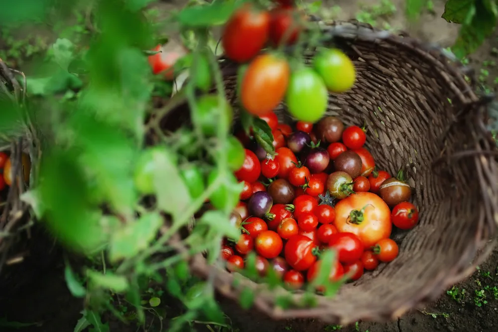 Q6 tomates fendues