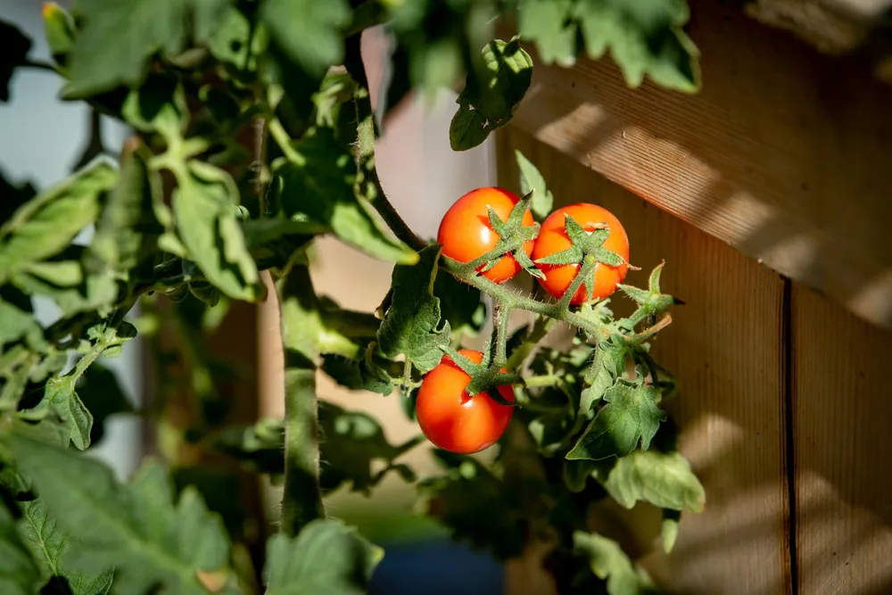 Tomates cerises plant potager