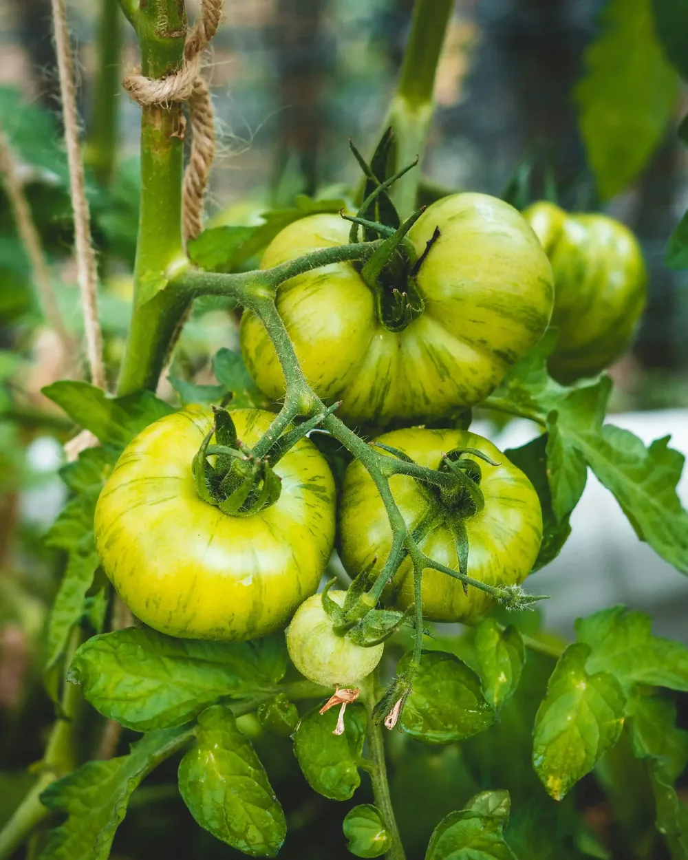 Tomates vertes maturation