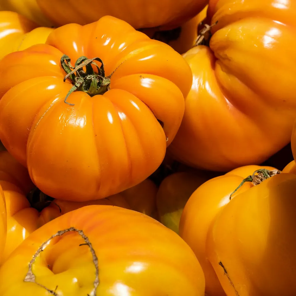 Varietes tomates jaunes