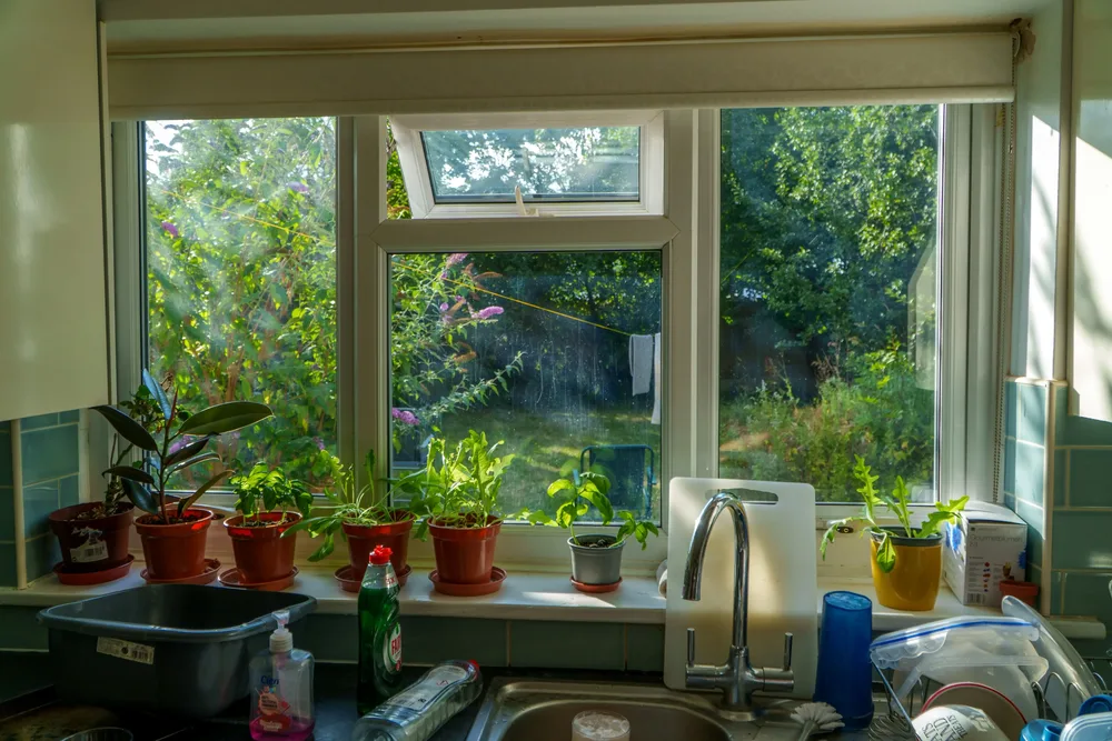 Verdure 3